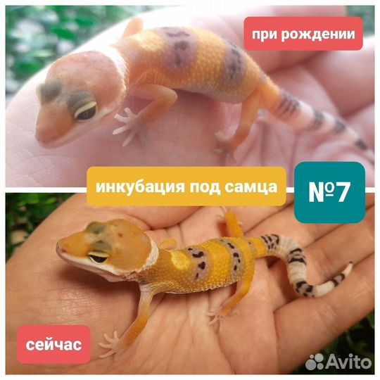 Леопардовый геккон эублефар, инкубация под самца