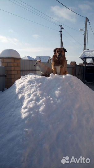 Вязка собака