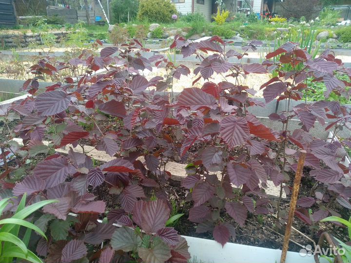 Фундук краснолистный (орешник). Саженцы