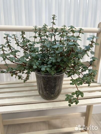 Пилея Ливанская и Депресса