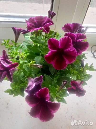 Вегетативная петуния (в наличии и под заказ)