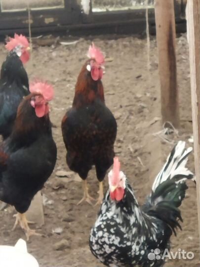 Молодые петухи