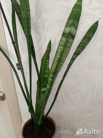 Сансевиерия-Тещин язык