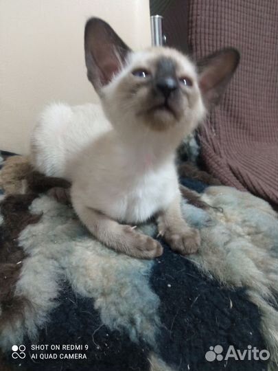 Ориентальные котята