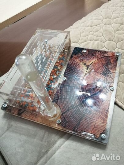 Муравьиная ферма с муравьями