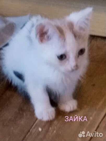 Кисуля Зайка