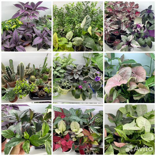 Комнатные цветы растения с доставкой