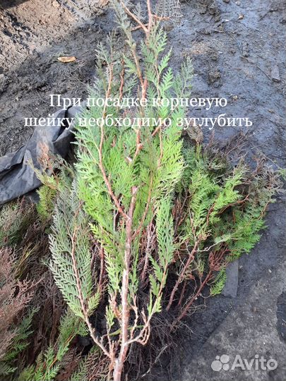 Туя восточная саженцы окс
