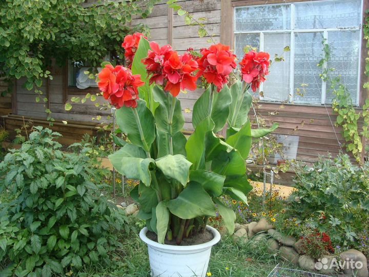 Цветы канны