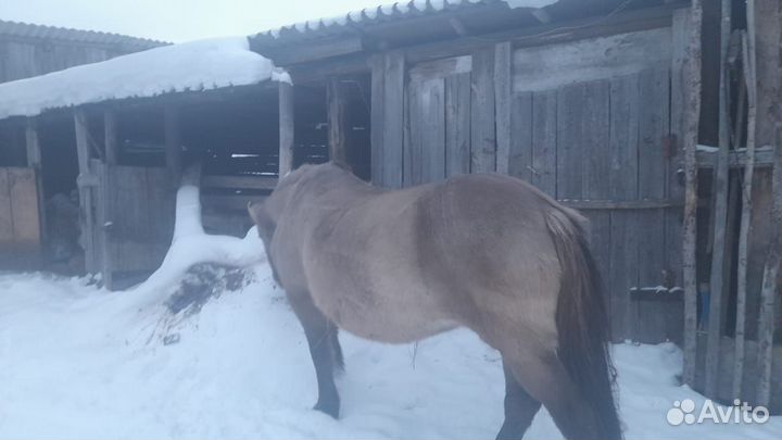 Продам кобылу (сбруя, сани) с.Тенгулы