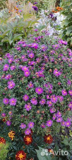 Многолетние цветы