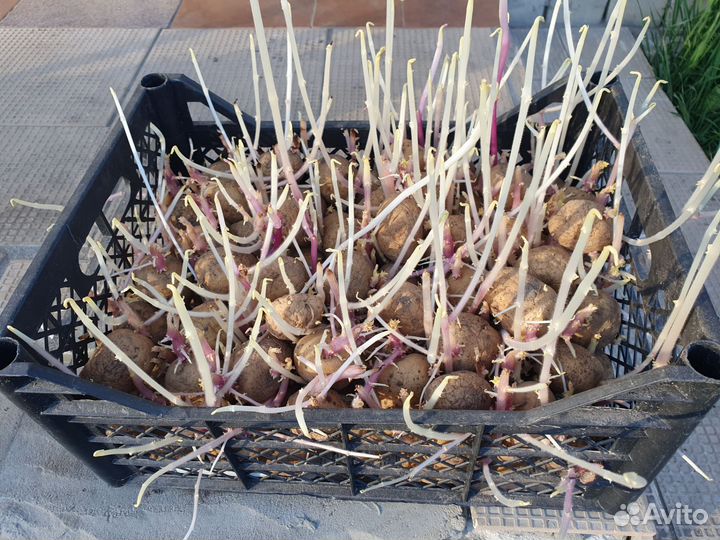 Семенной картофель