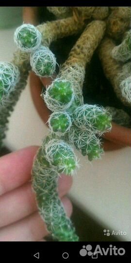 Домашние растения