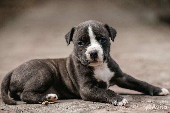 Щенки амстаффа