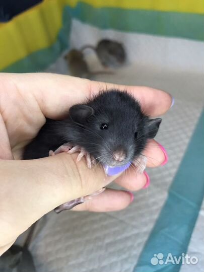 Чёрная Краса Дамбо самочка