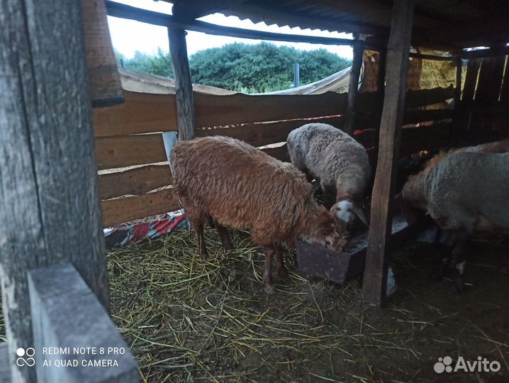 Курдючные бараны