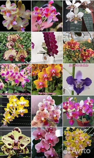 Сортовые азиатские подросхтки орхидей