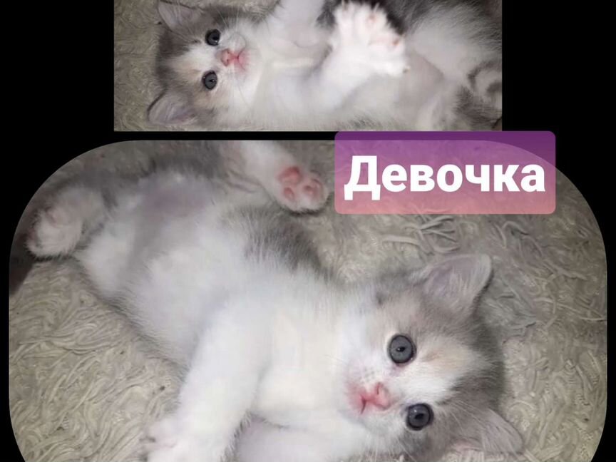 Европейские котята