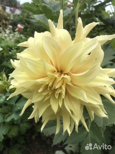 Обмен клубнями георгин