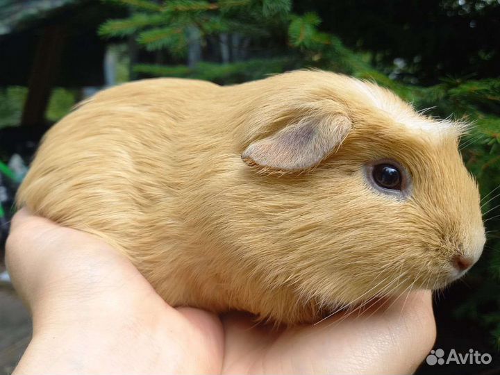 Морская свинка