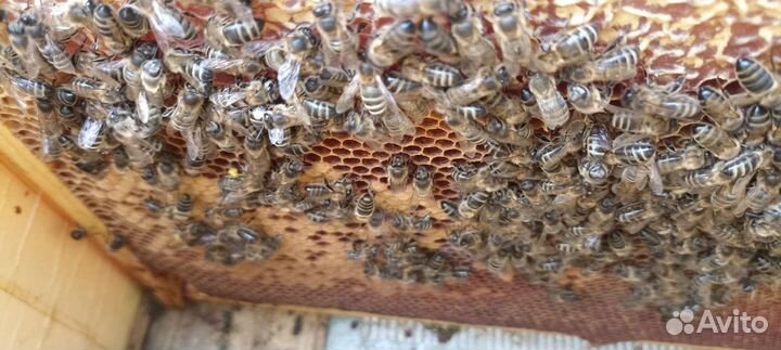 Пчелопакеты