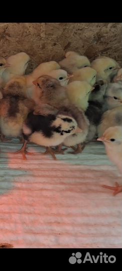 Цыплята суточные