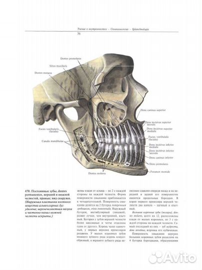 Атлас Анатомии Синельников