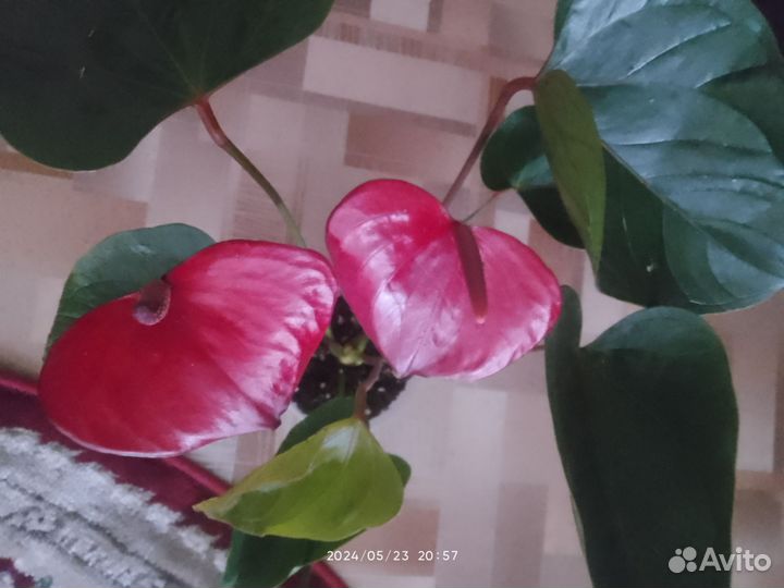 Антуриум,сорт,Деко Ред