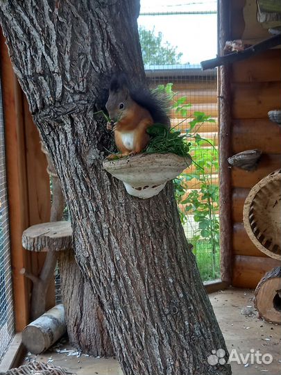 Белка. бельчата