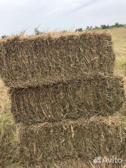 Продаю сено