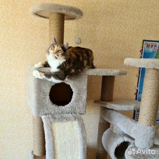 Передержка кошек и собак