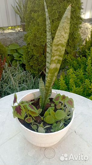 Цветочная композиция