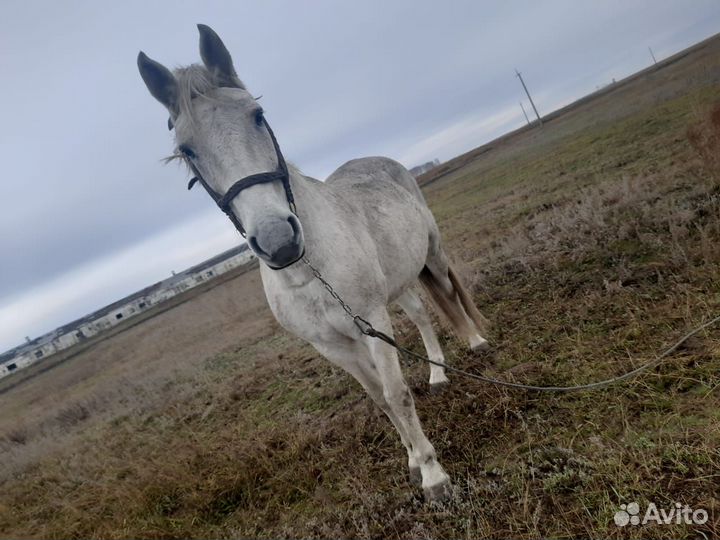Продам кобылу