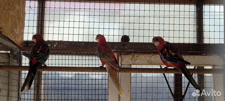 Горный попугай и другие попугаи