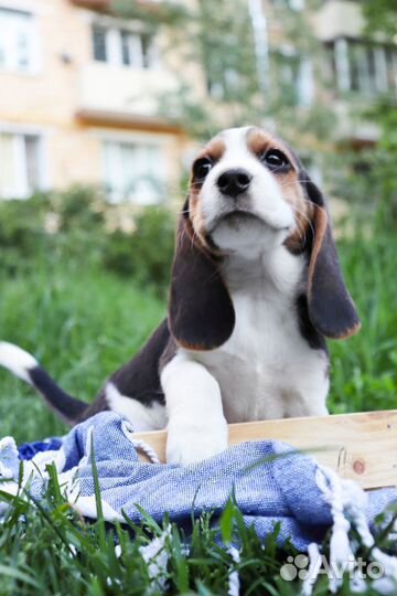 Щенки Бигль