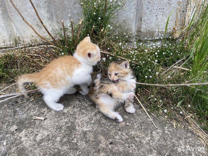 Котята в добрые руки бесплатно