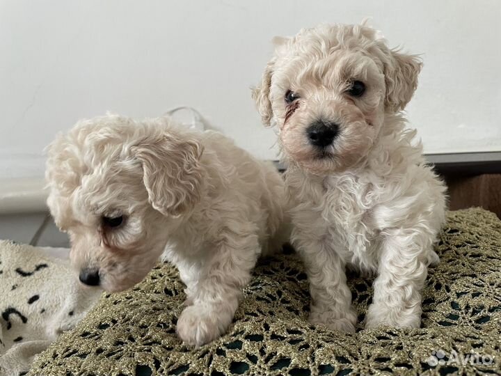 Щенки карликового пуделя