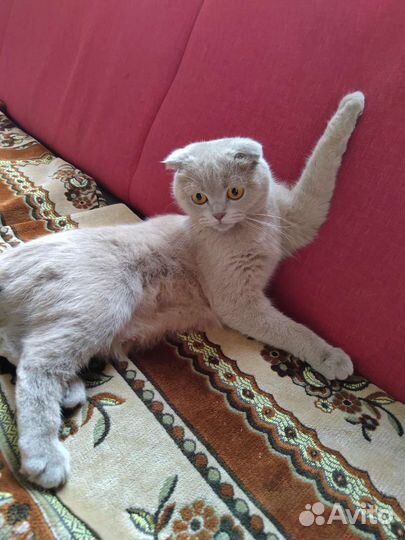 Шотландский котёнок