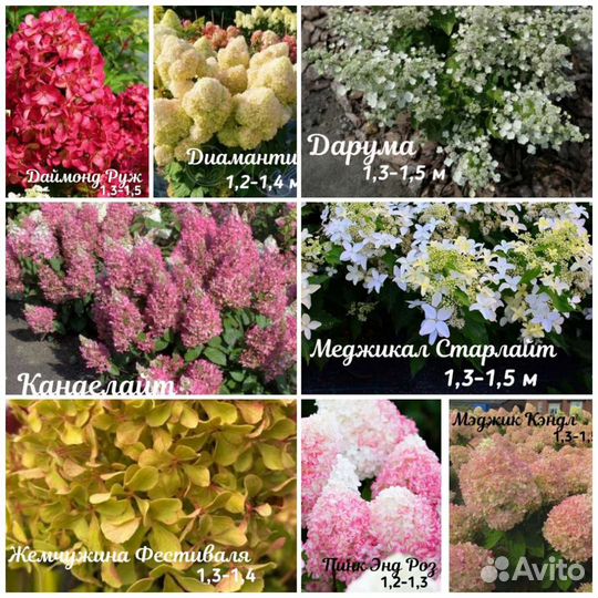Гортензия разные сорта