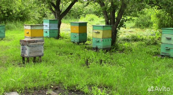 Мёд натуральный из Алтая опт