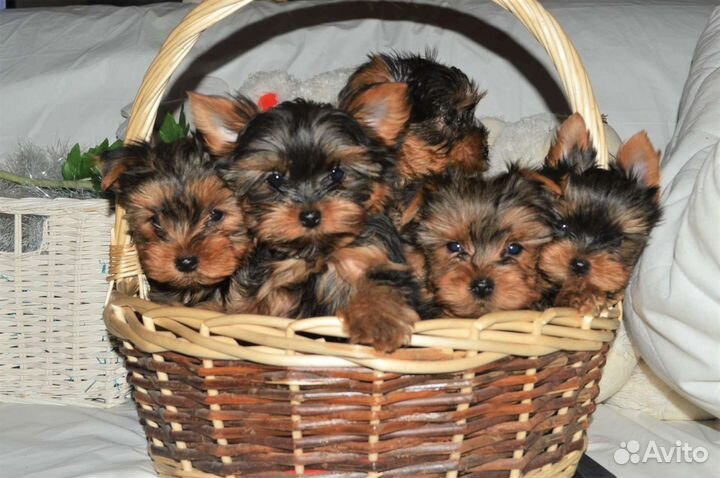 Щеночки йоркширского. терьера