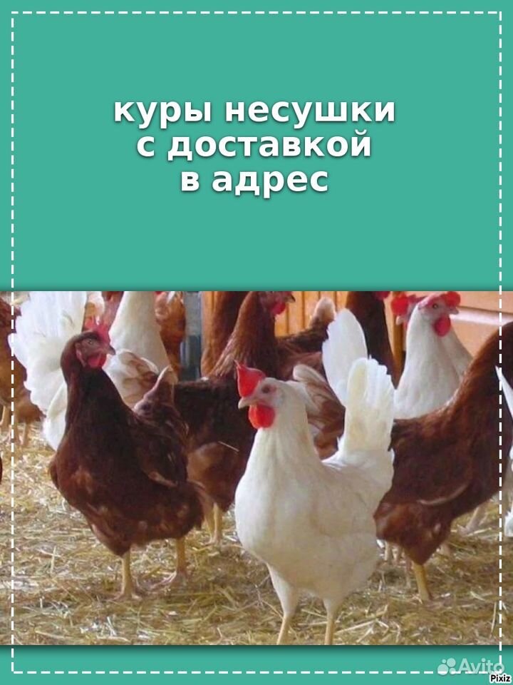 Куры несушки к порогу