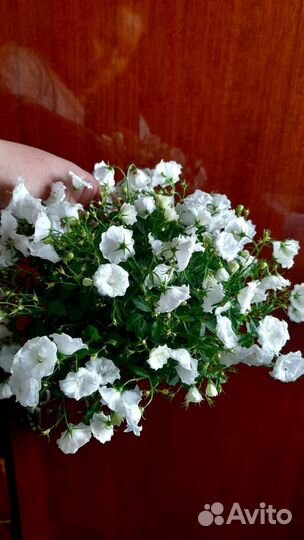 Кампанулы, Ипомея батат, Колеусы, Хойя и др