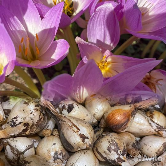 Безвременник