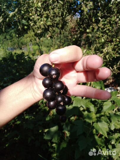 Черная смородина, саженцы, черенки