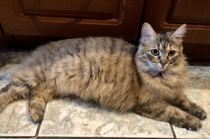 Кошечка в добрые руки. Люсия. 1 год