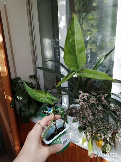 Сингониум Spear point