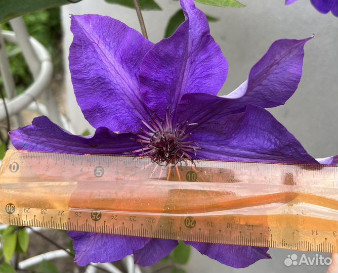 Цветы. Климатисы