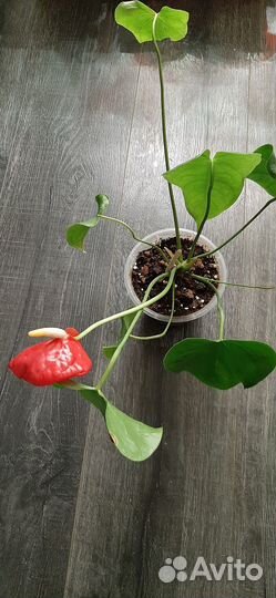 Антуриум Калифорния