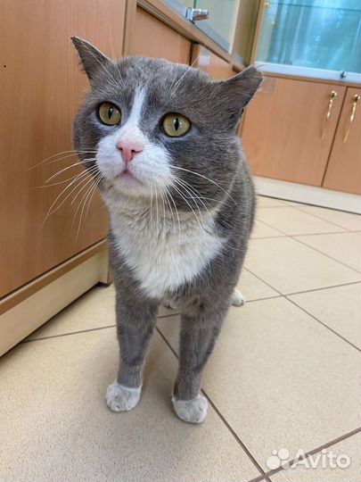 Том ищет дом